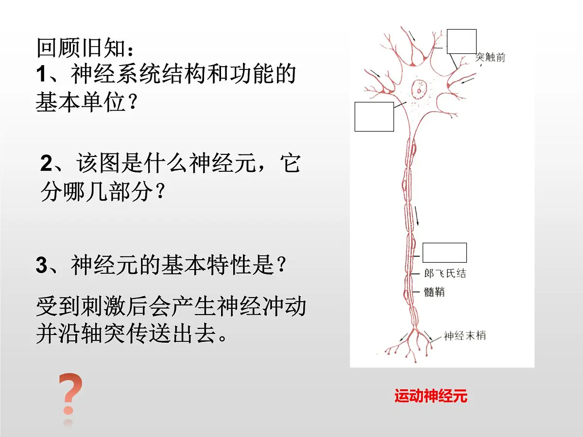 2.2.1《神经冲动和传导》课件 人教版高中生物选择性必修一第3页