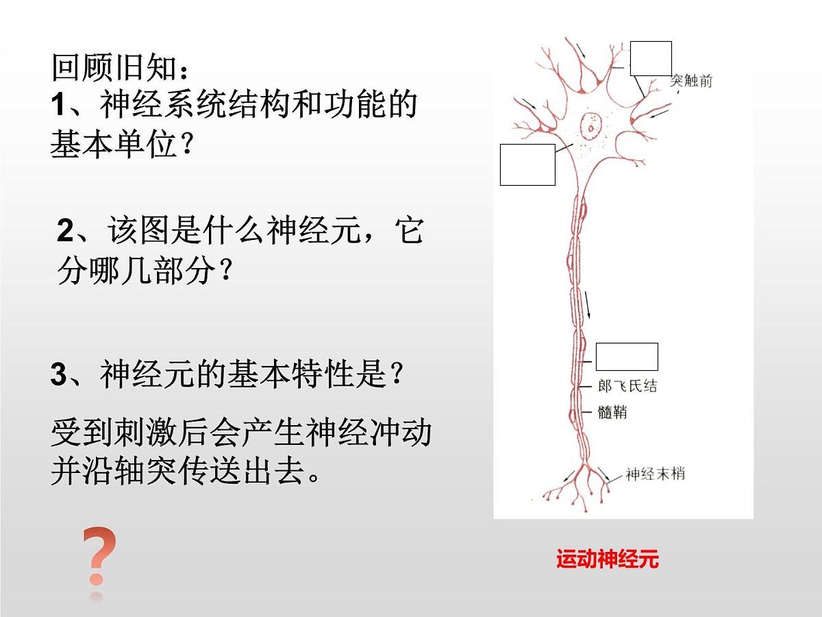 2.2.1《神经冲动和传导》课件 人教版高中生物选择性必修一第3页