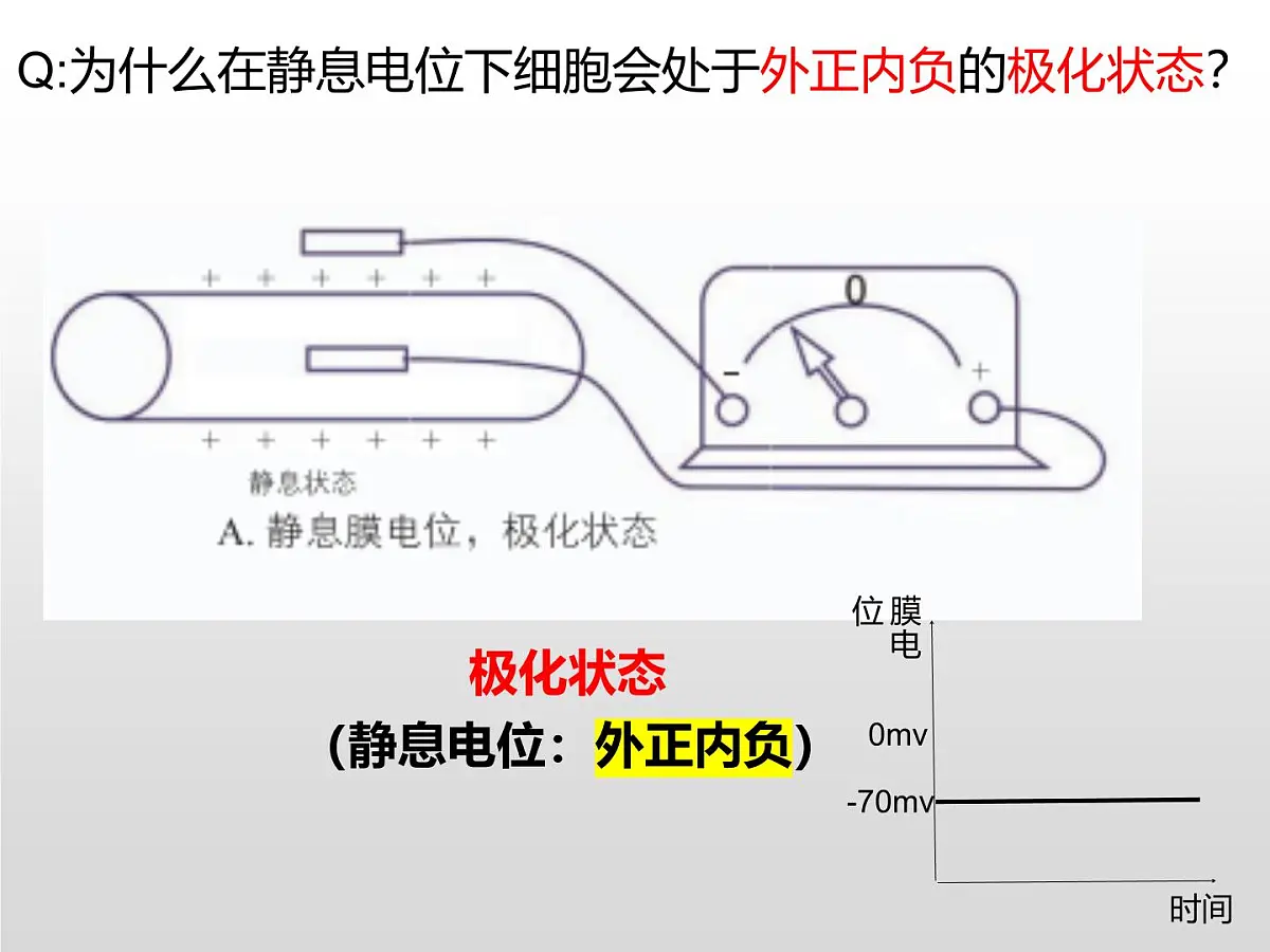 2.2.1《神经冲动和传导》课件 人教版高中生物选择性必修一第4页
