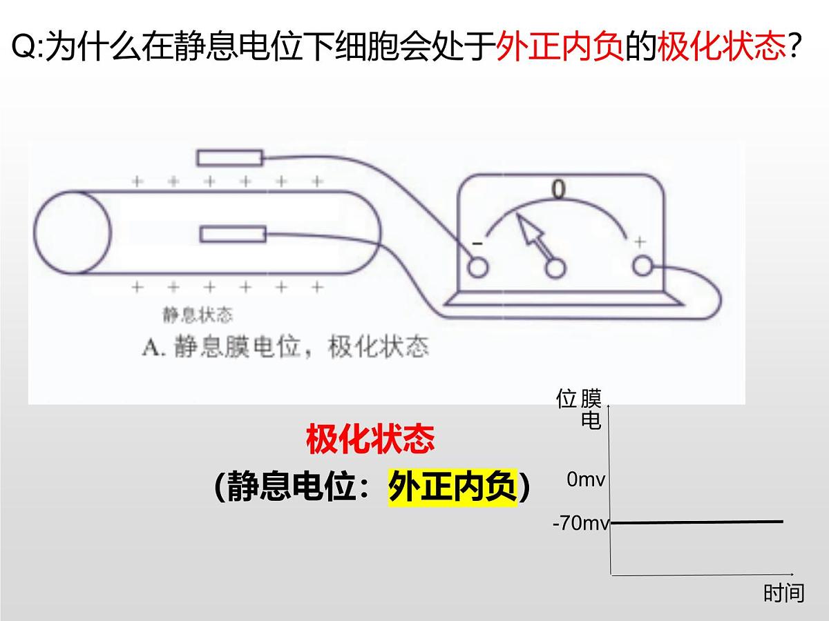 2.2.1《神经冲动和传导》课件 人教版高中生物选择性必修一第4页