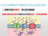 2.2.1《神經(jīng)沖動和傳導(dǎo)》課件 人教版高中生物選擇性必修一