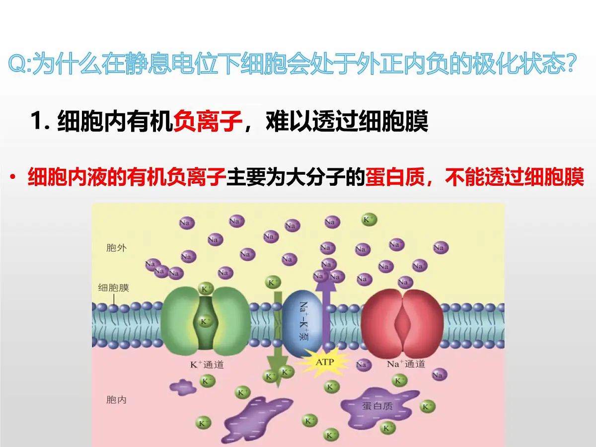 2.2.1《神经冲动和传导》课件 人教版高中生物选择性必修一第5页
