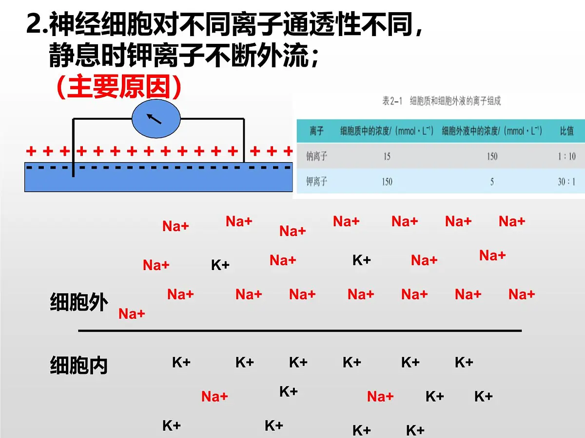 2.2.1《神经冲动和传导》课件 人教版高中生物选择性必修一第6页