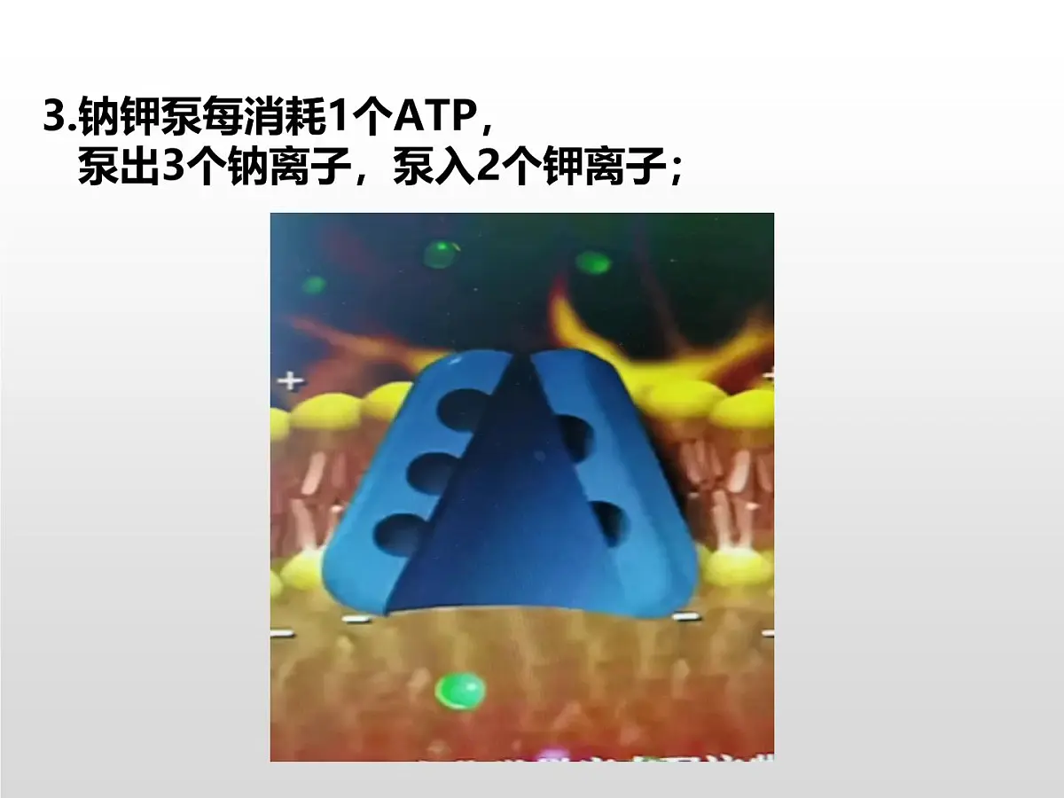 2.2.1《神经冲动和传导》课件 人教版高中生物选择性必修一第7页