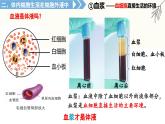1.1《人體細(xì)胞生活在內(nèi)環(huán)境中》課件 人教版高中生物選擇性必修一