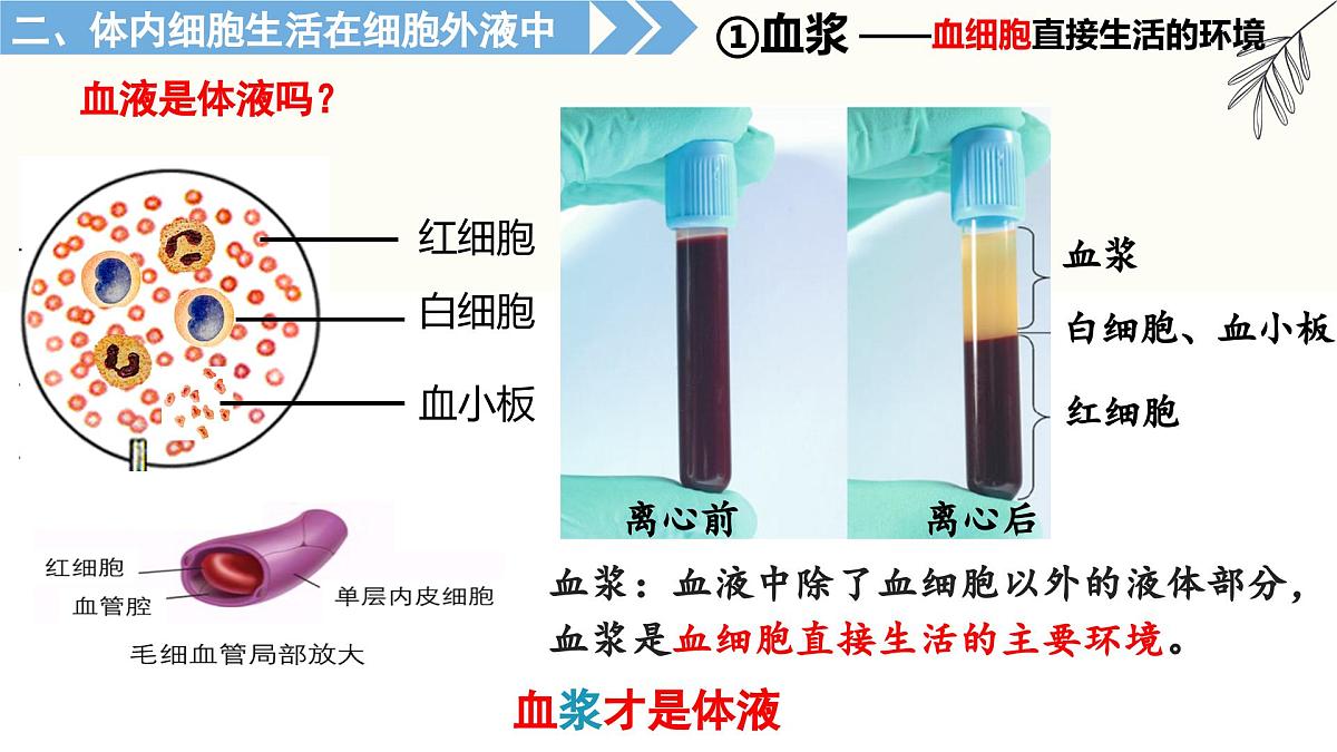 1.1《人体细胞生活在内环境中》课件 人教版高中生物选择性必修一第5页