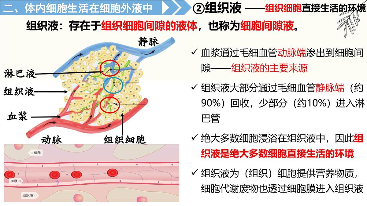 1.1《人体细胞生活在内环境中》课件 人教版高中生物选择性必修一第6页