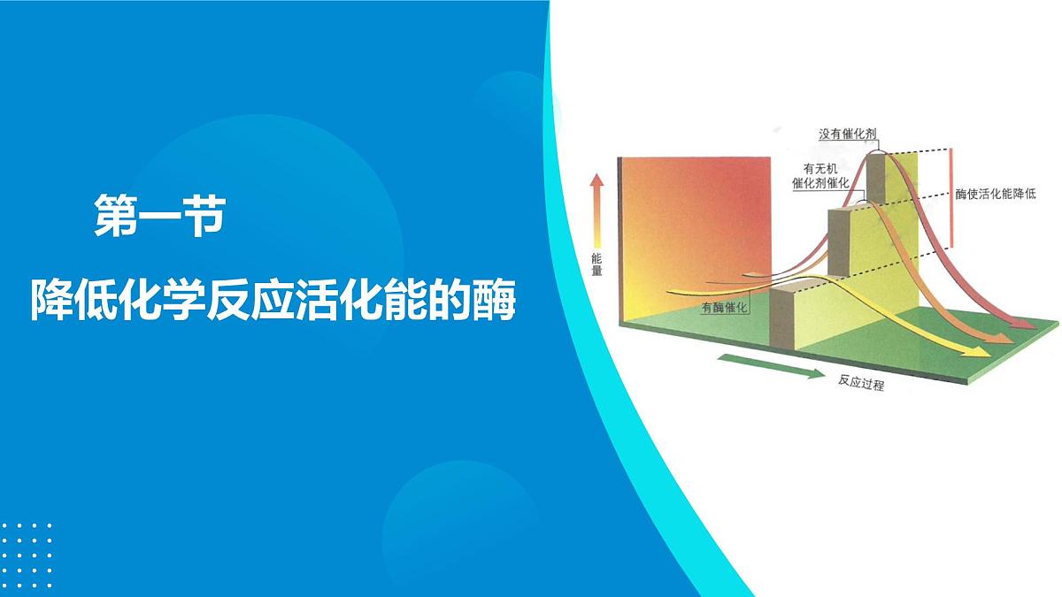 2024-2025人教版(2019)生物必修1《分子与细胞》课件PPT5细胞的能量供应和利用-5.1降低化学反应活化能的酶第5页