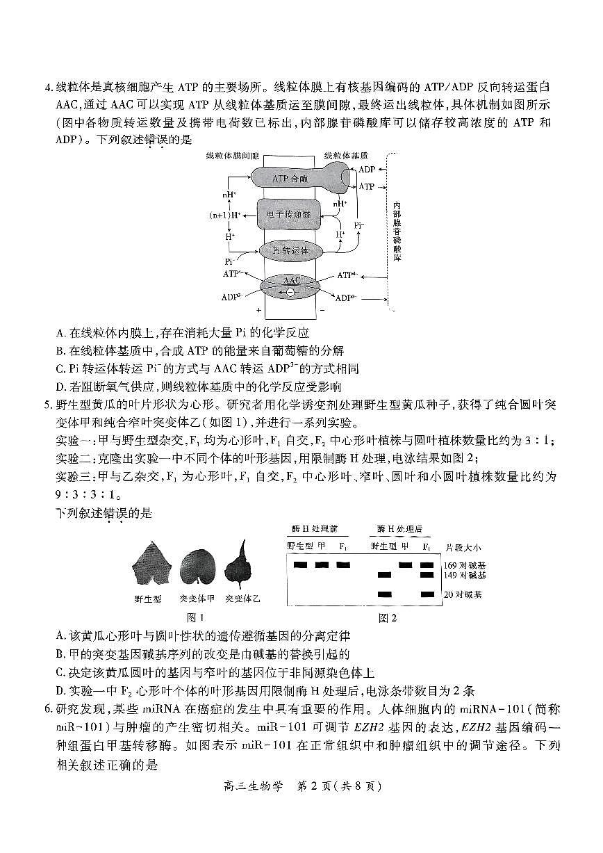 江西省上进联考2025届高三年级5月联合测评生物第2页