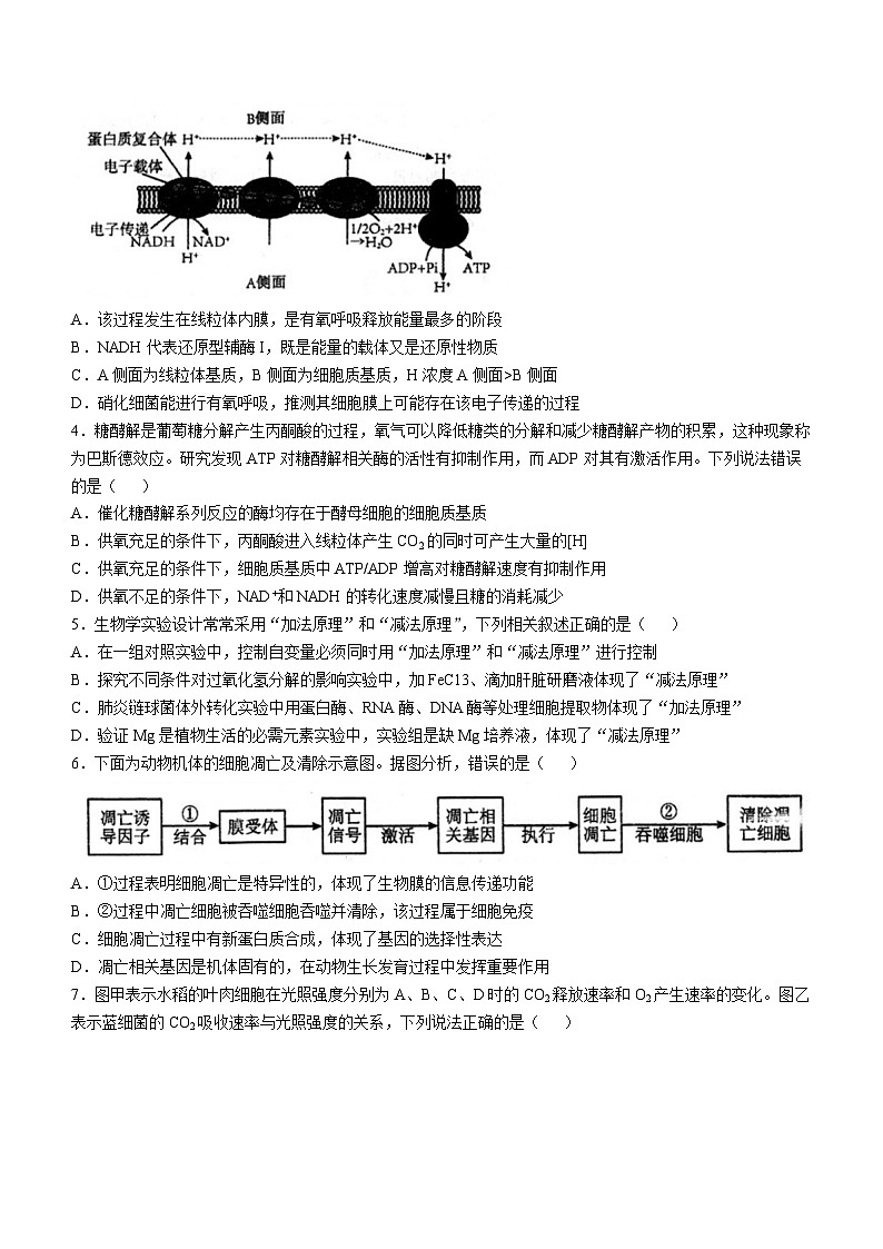 安徽省芜湖市第一中学2024-2025学年高三上学期10月教学质量诊断测试生物学试题（含答案）第2页