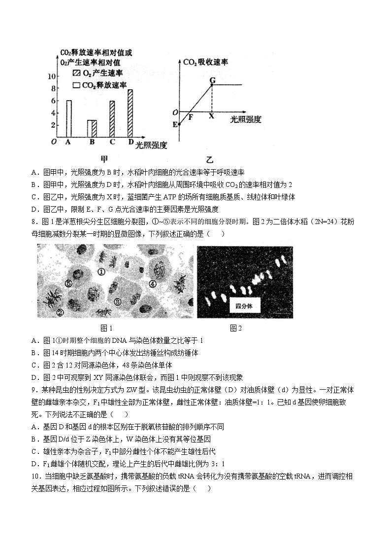 安徽省芜湖市第一中学2024-2025学年高三上学期10月教学质量诊断测试生物学试题（含答案）第3页