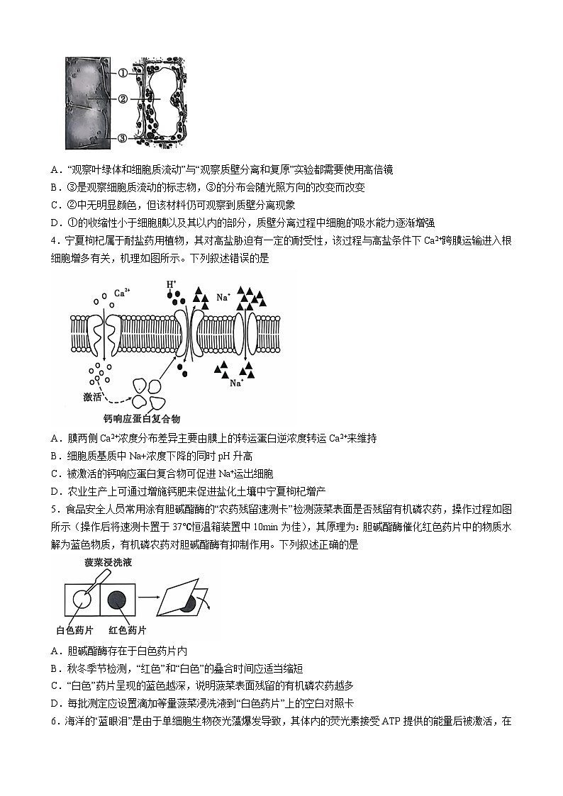 安徽江淮十校2025届高三第二次联考生物试题（含答案）第2页
