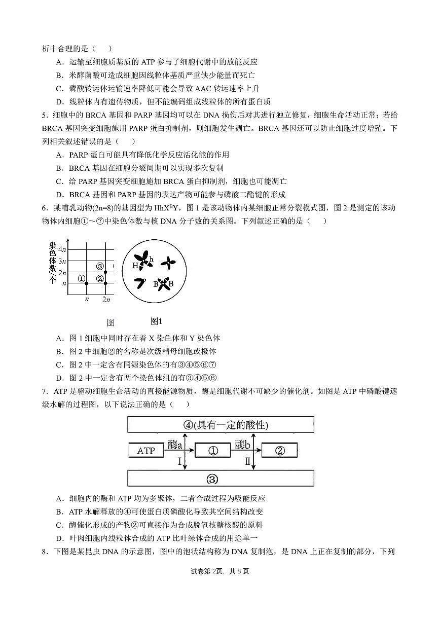 四川省成都市石室中学2024-2025学年高三上学期10月月考生物试卷（含答案）第2页