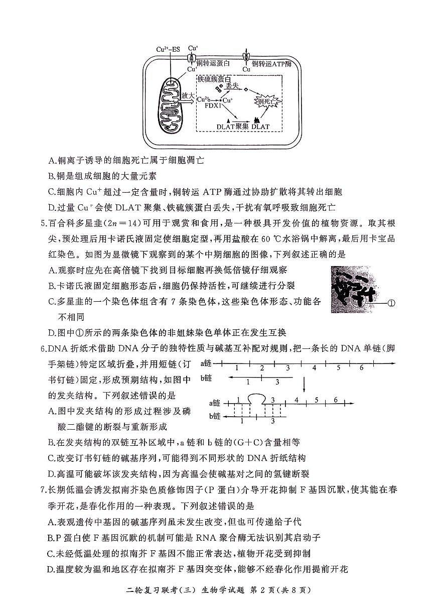 2025届河南省2024-2025学年高三联考三模生物试题（高考模拟）第2页