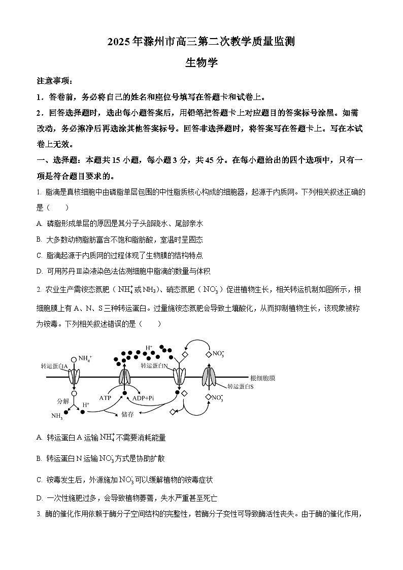 2025届安徽省滁州市高三二模生物试题（原卷版+解析版）（高考模拟）第1页