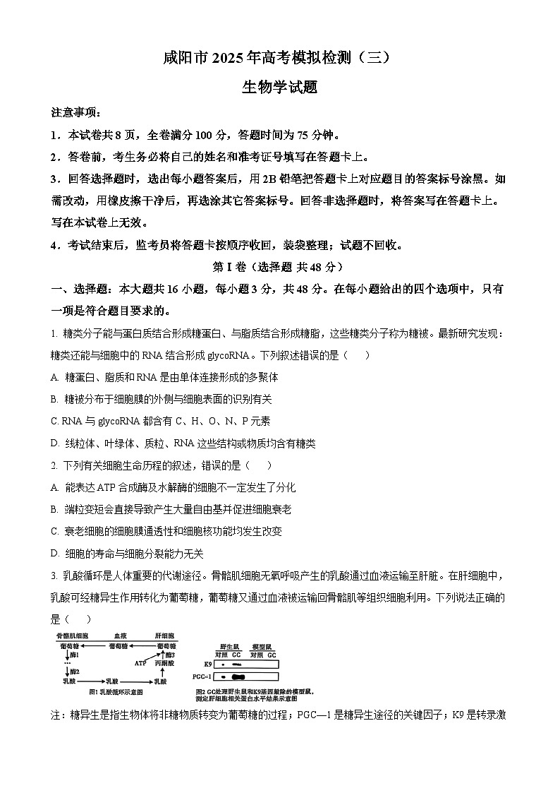 2025届陕西省咸阳市高三模拟检测（三）生物试题（原卷版+解析版）（高考模拟）第1页
