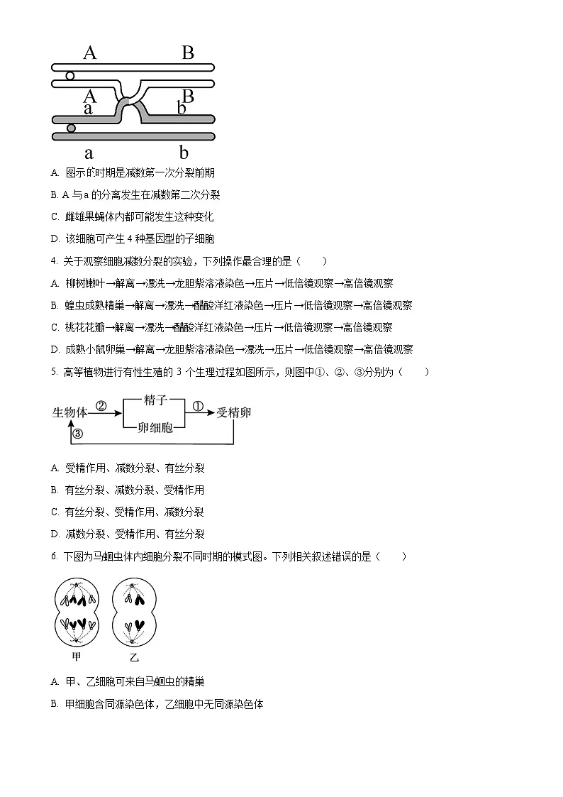 江苏省徐州市邳州市毓秀高级中学2024--2025学年高一下学期3月月考生物试卷（原卷版+解析版）第2页