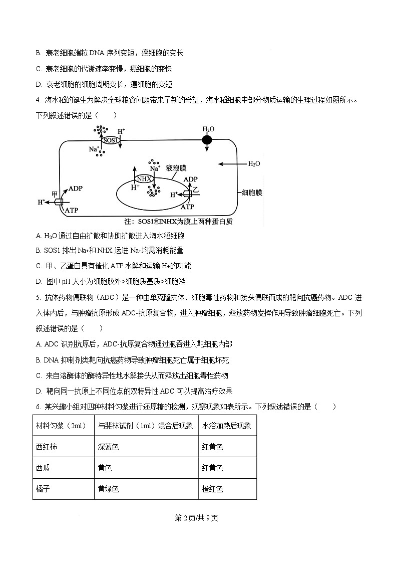 2025届湖北省武汉市高三4月调考生物试题（原卷版）第2页