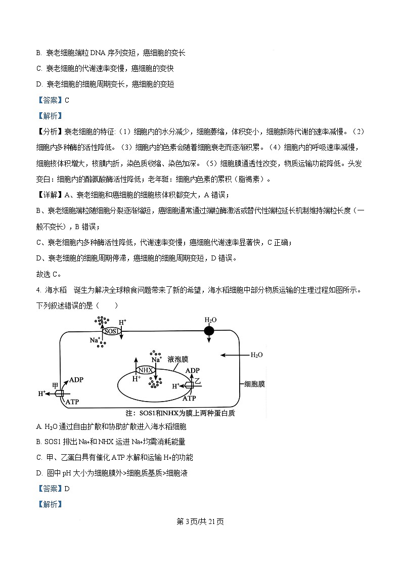 2025届湖北省武汉市高三4月调考生物试题 Word版含解析第3页