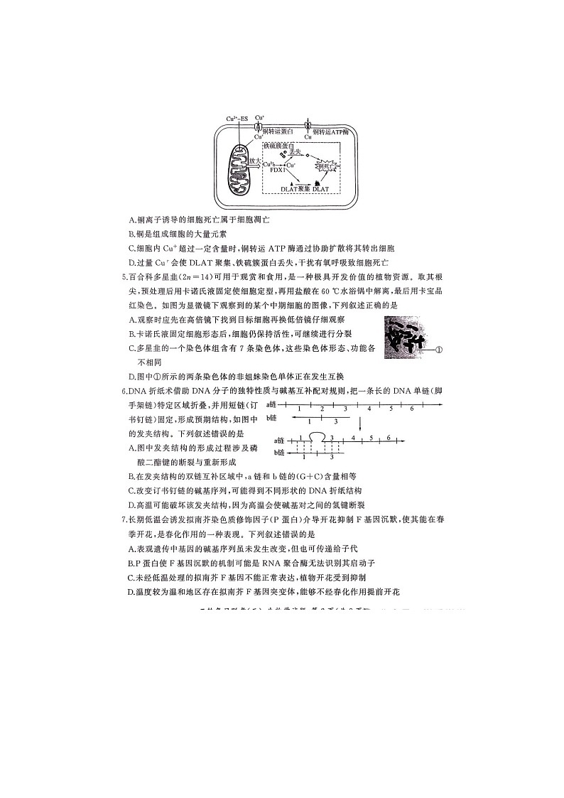 百师联盟2025届高三下期二轮联考（三）试卷生物试卷含答案第2页