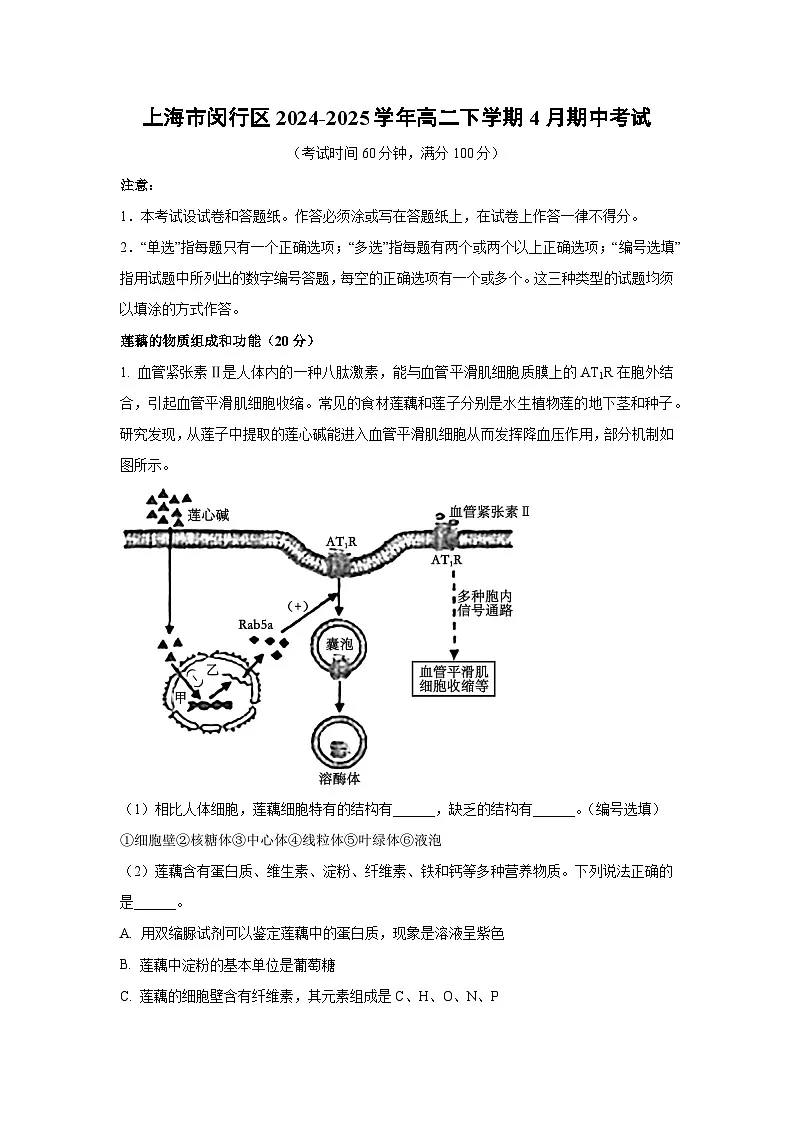 上海市闵行区2024-2025学年高二下学期4月期中考试生物（解析版）第1页