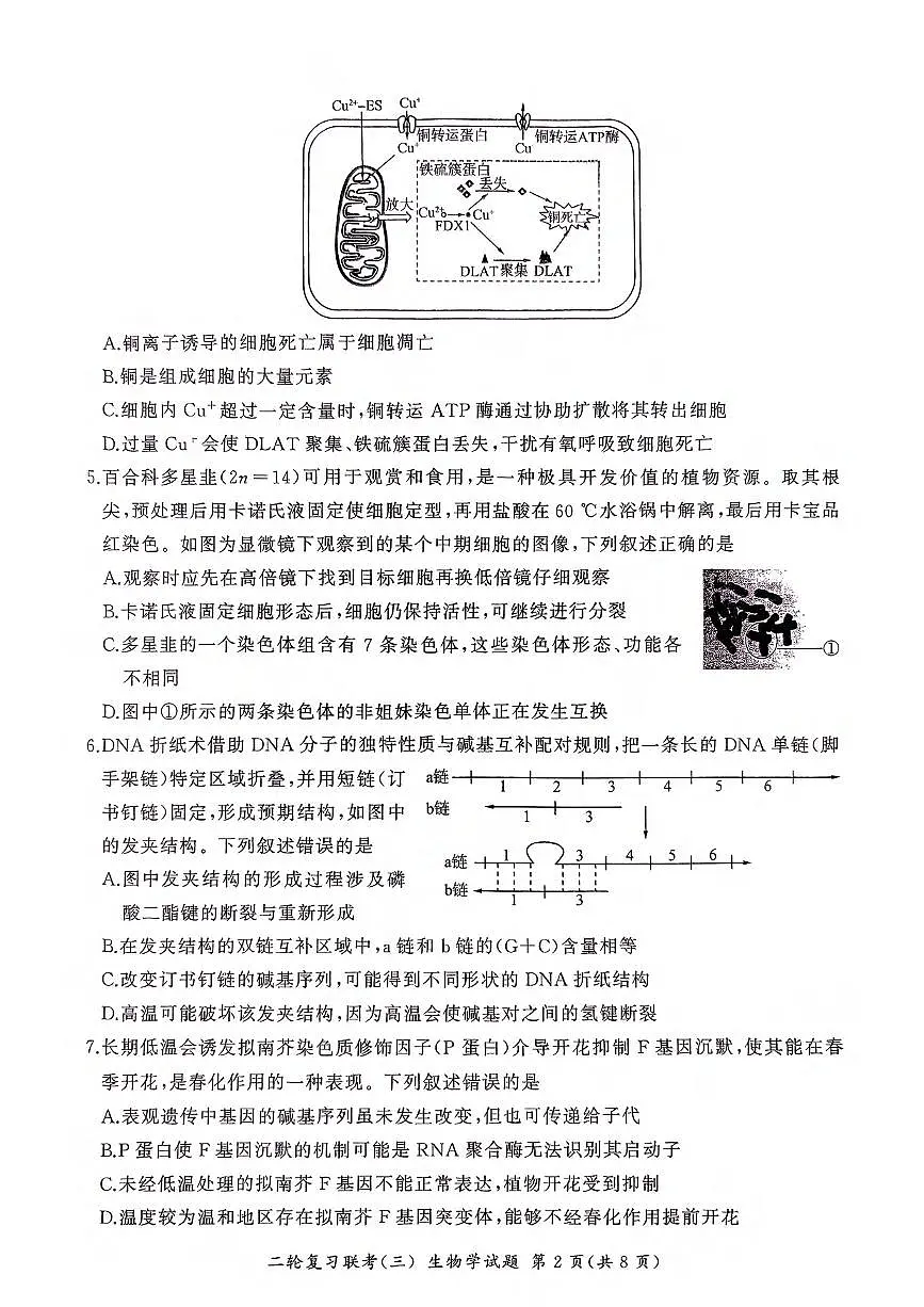 生物丨百师联盟2025届高三下学期5月第二轮复习联考（三）试卷及答案第2页