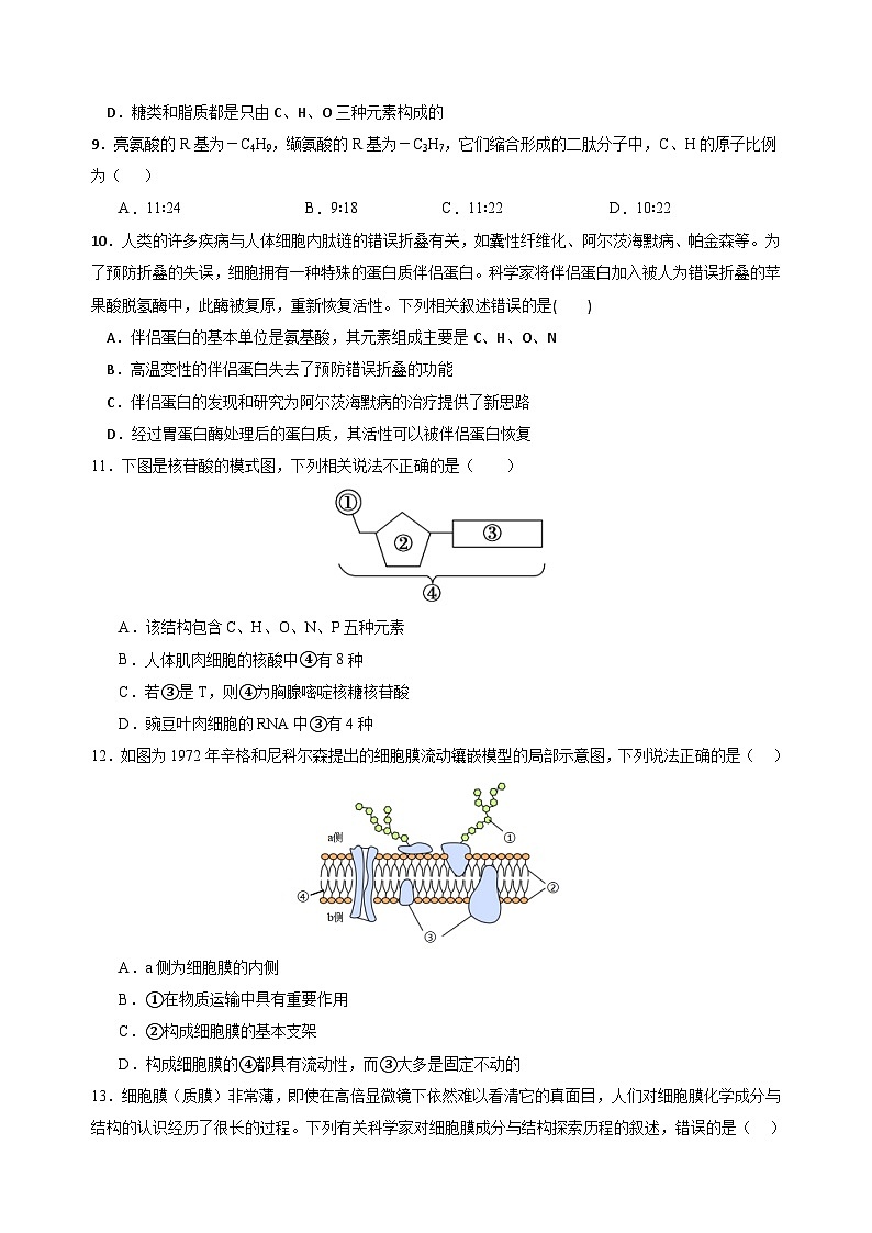 广东省深圳大学附属实验中学2024-2025学年高一上学期期中考试生物试卷+第3页