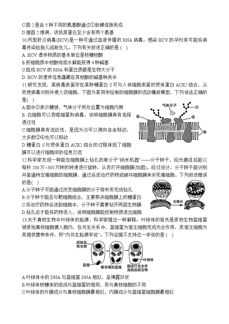 广东省深圳市高级中学2024-2025学年高一上学期期末考试生物试题第3页