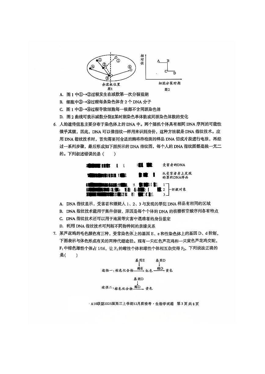 安徽省A10联盟2024—2025学年高三上学期12月联考 生物试卷（含答案）第3页
