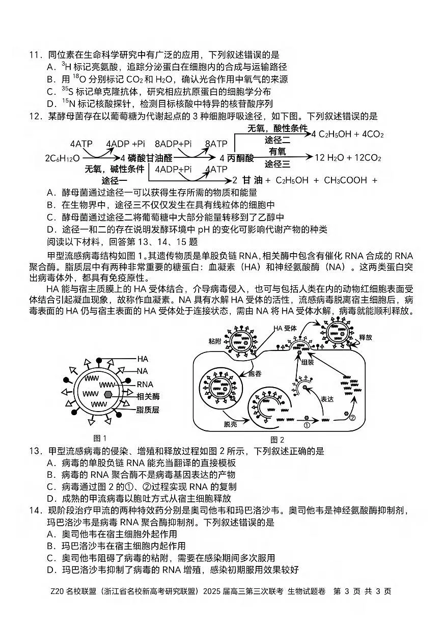 生物丨浙江省Z20联盟（浙江省名校新高考研究联盟）2025届高三下学期5月第三次联考试卷及答案第3页