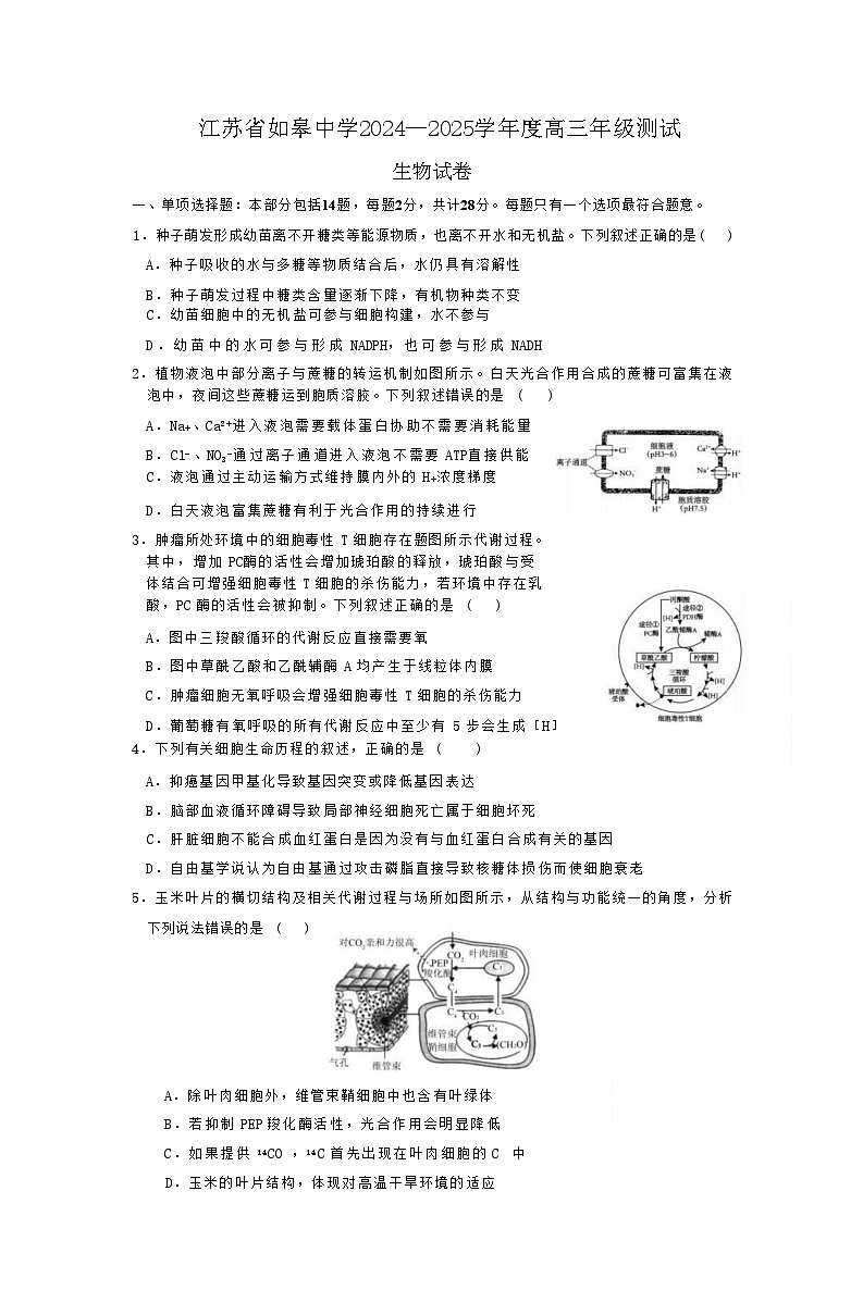 2025届江苏省如皋中学高三上学期期初考试-生物（含答案）第1页