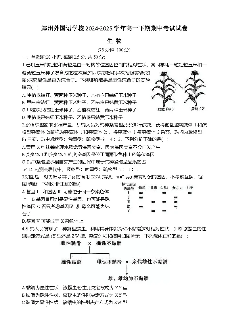 郑州外国语学校2024-2025学年高一下学期期中生物试卷第1页