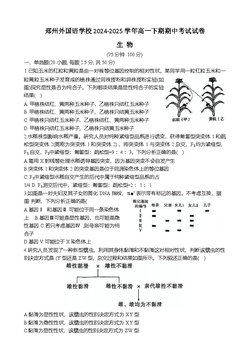 郑州外国语学校2024-2025学年高一下学期期中生物试卷第1页