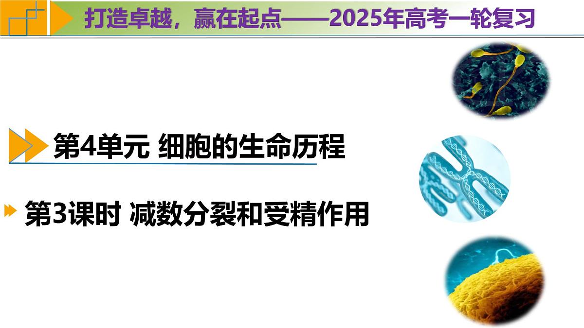高考生物一轮复习考点课件第4单元第3课时 减数分裂和受精作用第1页