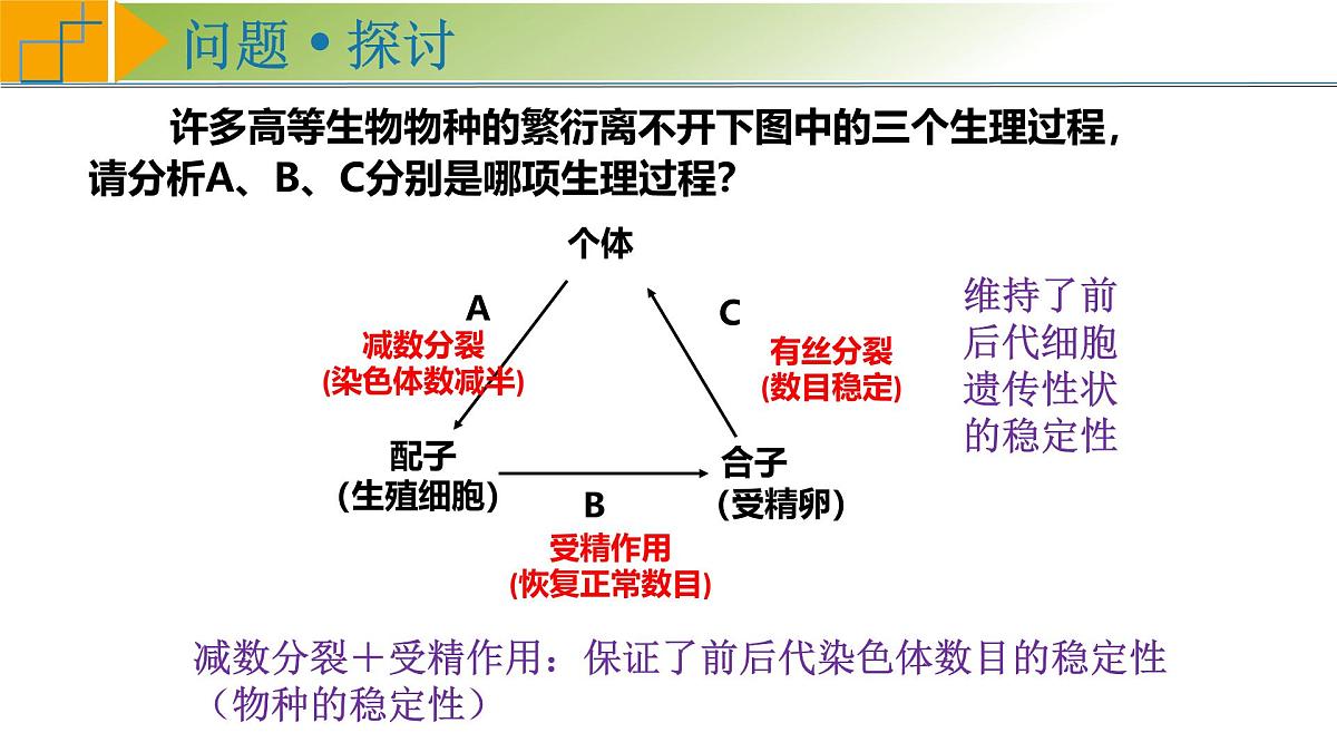 高考生物一轮复习考点课件第4单元第3课时 减数分裂和受精作用第3页