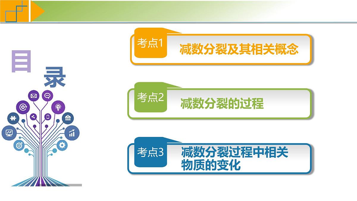 高考生物一轮复习考点课件第4单元第3课时 减数分裂和受精作用第5页