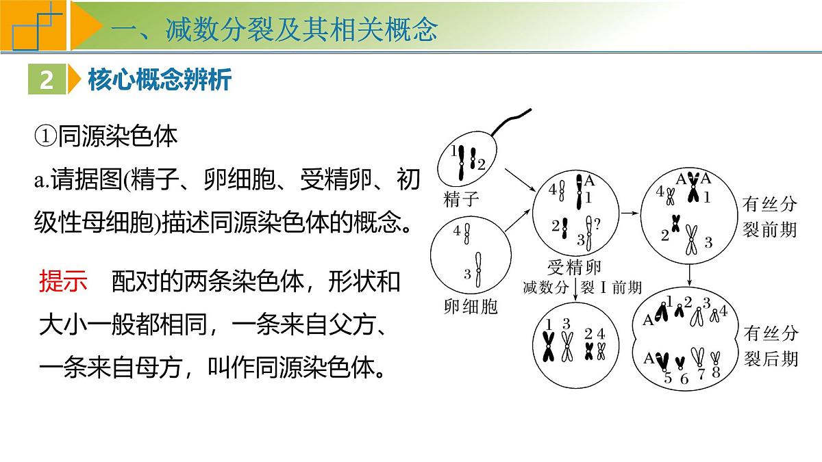 高考生物一轮复习考点课件第4单元第3课时 减数分裂和受精作用第7页