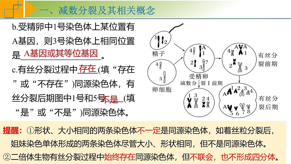 高考生物一轮复习考点课件第4单元第3课时 减数分裂和受精作用第8页
