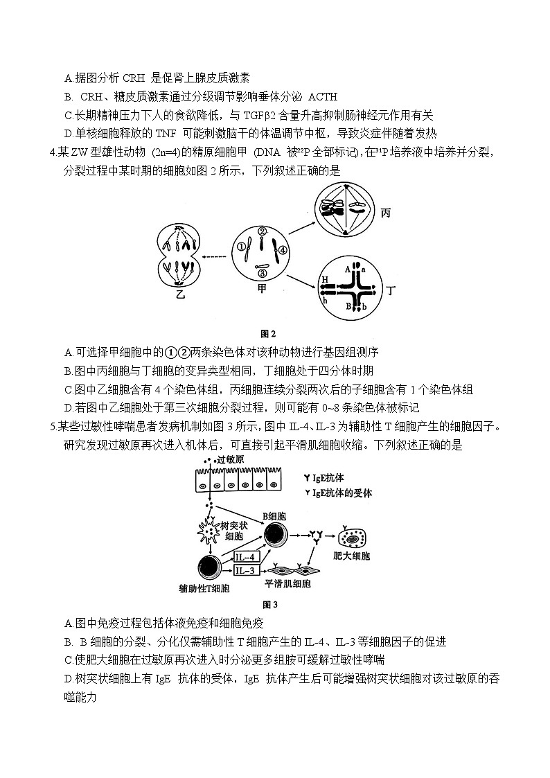 重庆市第八中学校2025届高三下学期三诊生物试卷第2页
