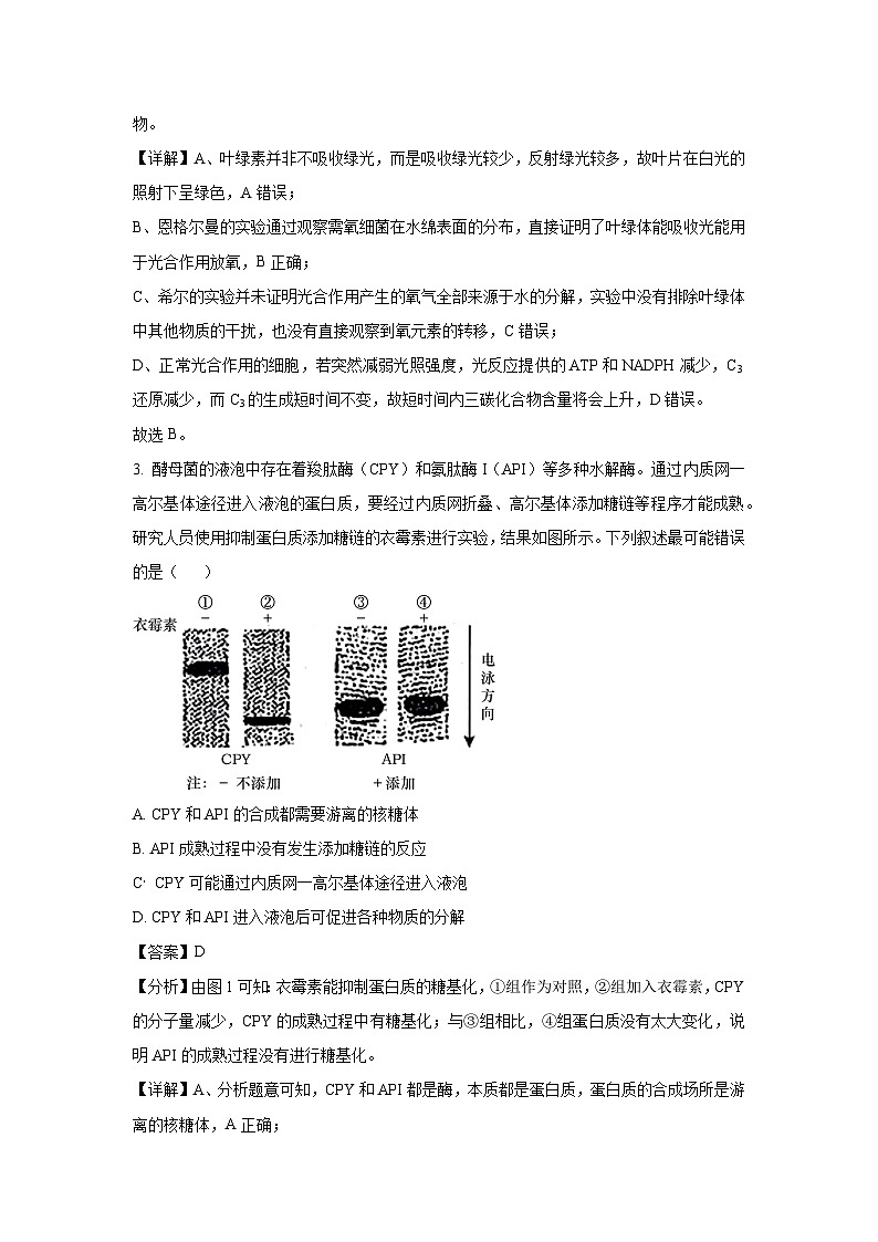 河南省许昌市2024-2025学年高三三模生物试题（解析版）第2页