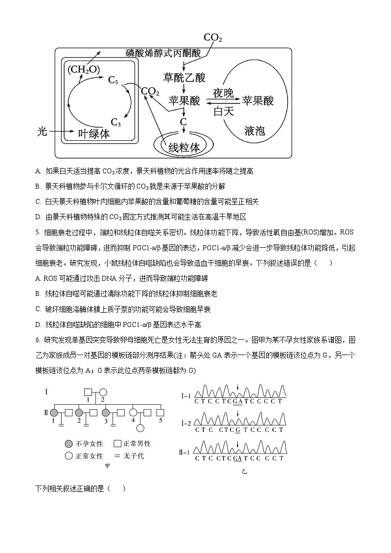 山东省实验中学2024届高三上学期第二次诊断考试生物试题  含答案第3页