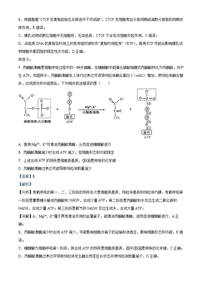 四川省成都市青羊区树德中学2024-2025学年高三下学期4月月考生物试题 Word版含解析第3页