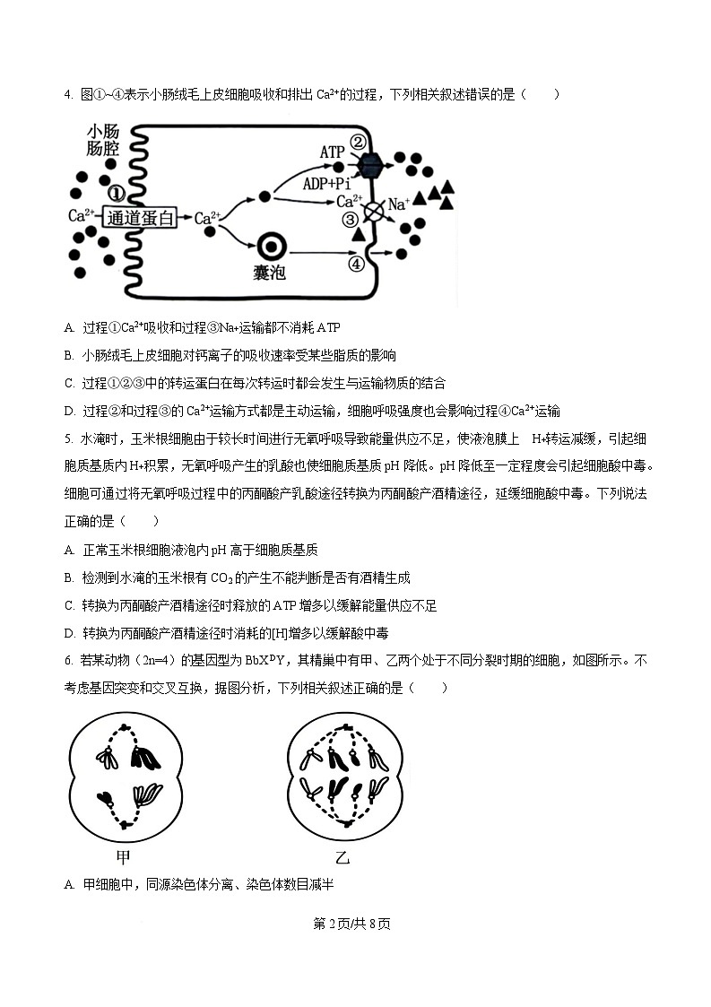 四川省乐山第一中学校2025届高三下学期4月考试生物试题（原卷版）第2页