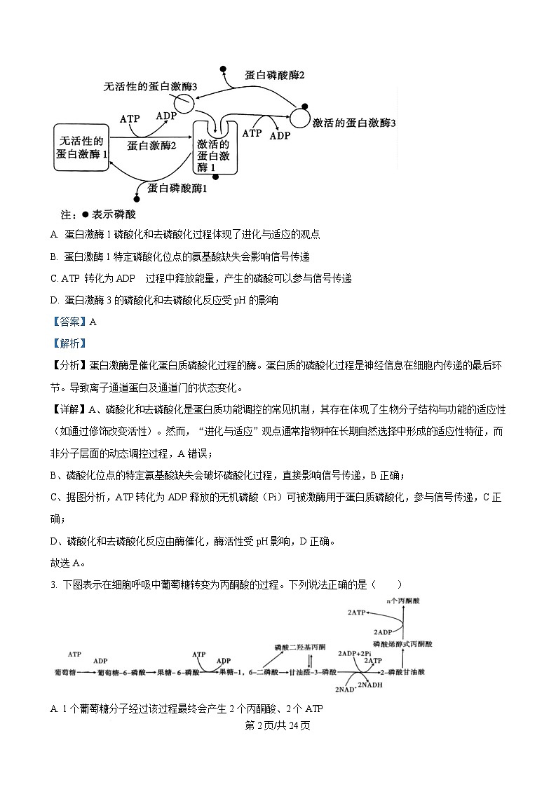 重庆市巴蜀中学2025届高三下学期二模考试生物试题 Word版含解析第2页