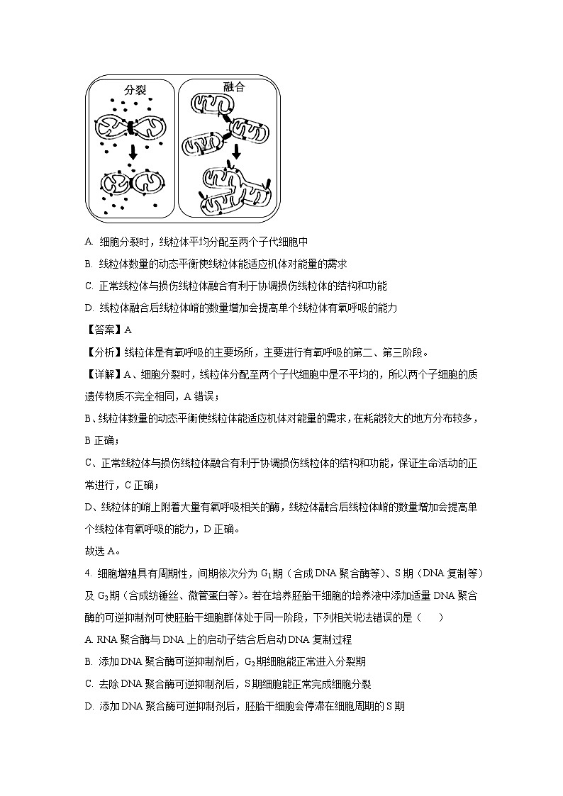 河南省新乡市2024-2025学年高三二模生物试卷（解析版）第3页