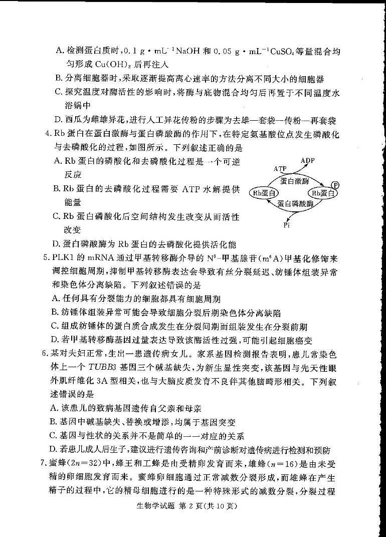 湘豫名校联考2025届高三高考模拟第四次模拟考-生物试题+答案第2页