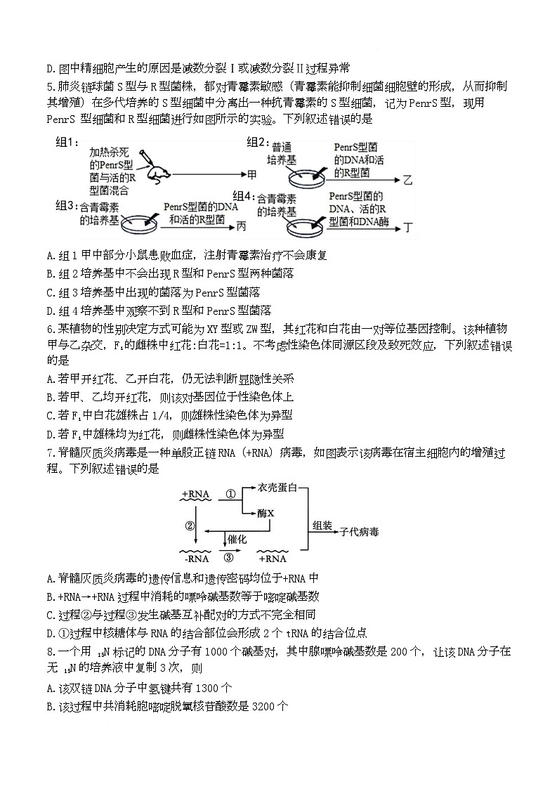 湖北省武汉市第六中学2024-2025学年高一下学期第3次月考生物试卷（Word版附答案）第2页
