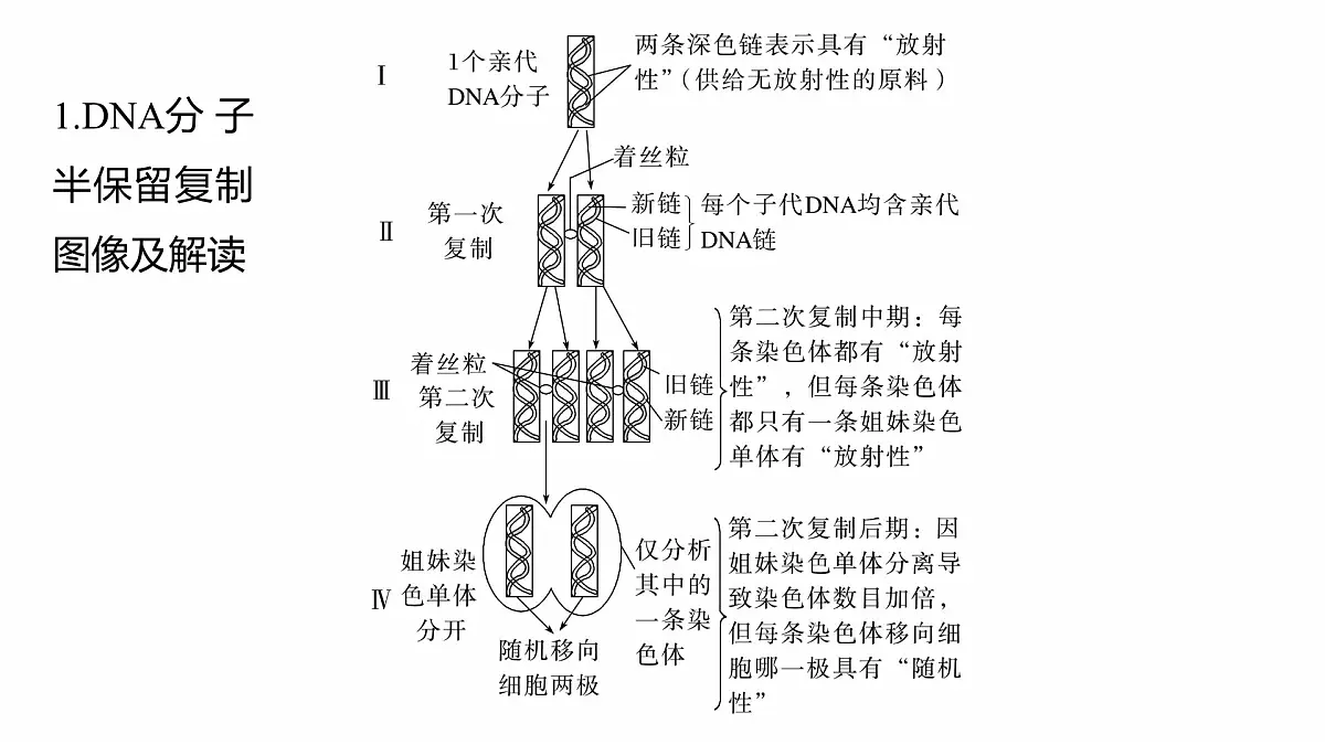 第四单元　专题突破5　DNA复制与细胞分裂中染色体的标记问题第2页