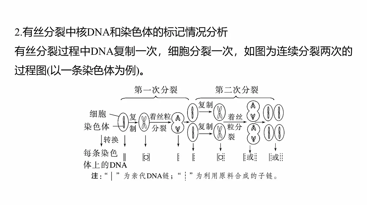 第四单元　专题突破5　DNA复制与细胞分裂中染色体的标记问题第3页