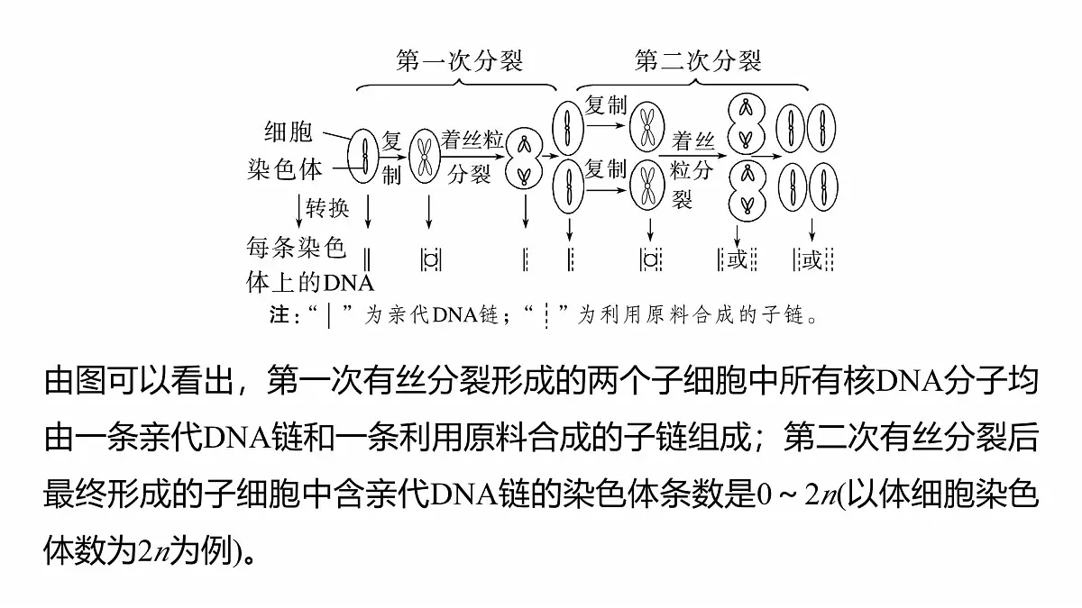 第四单元　专题突破5　DNA复制与细胞分裂中染色体的标记问题第4页